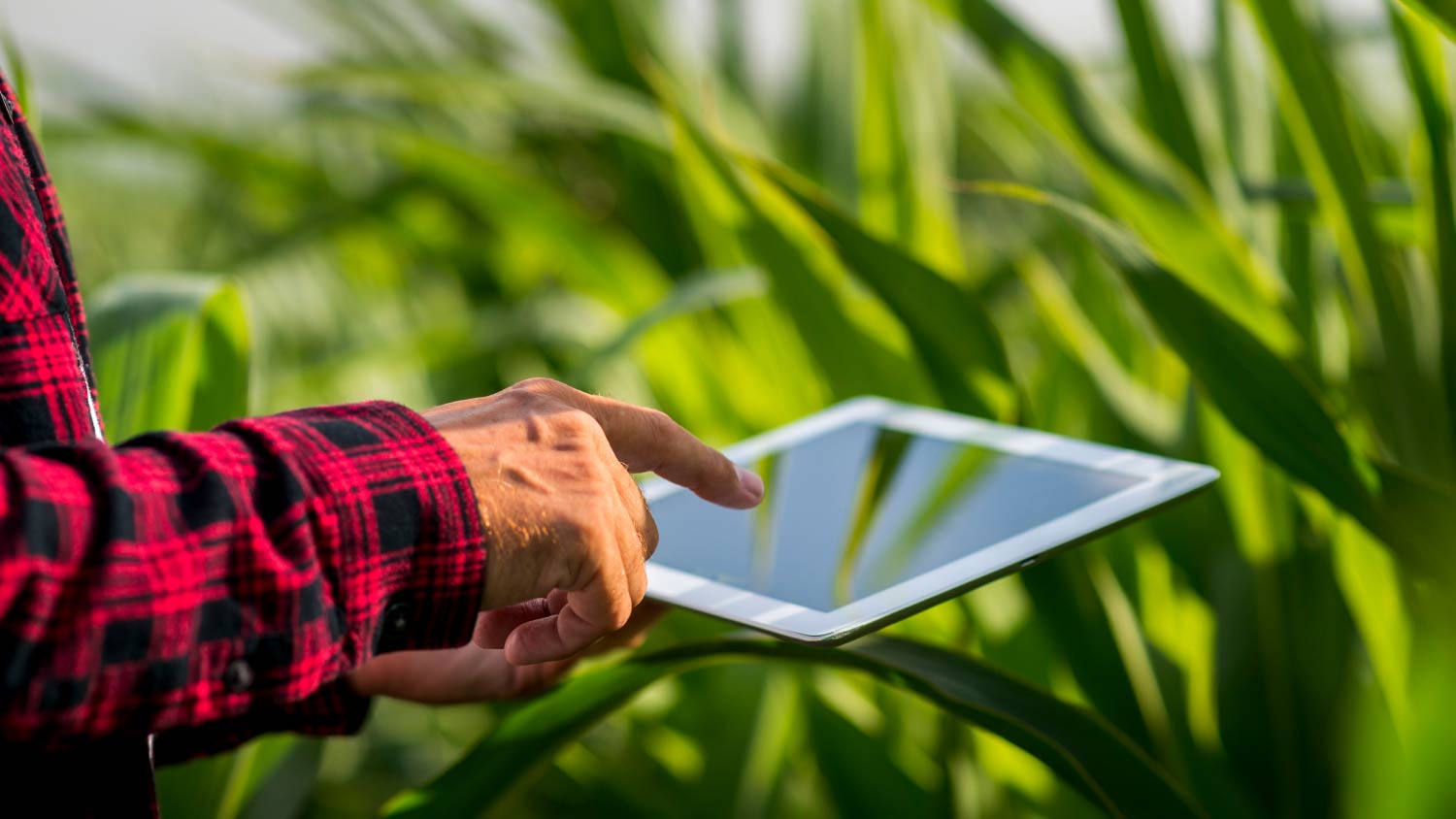 James Cisnandes, Head de Agribusiness, mostra o caminho das pedras para a Transformação Digital da Agroindústria.