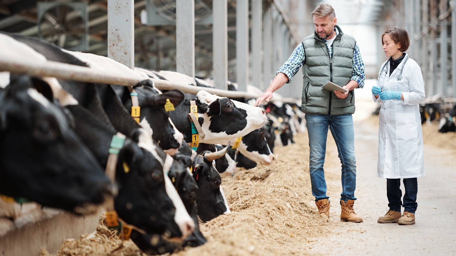 Tradicional cooperativa de laticínios da região de Minas Gerais obtém gestão completa das atividades de coleta de leite com a solução Digital Milk da Engineering.